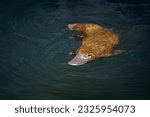 Small photo of Platypus - Ornithorhynchus anatinus, duck-billed platypus, semiaquatic egg-laying mammal endemic to eastern Australia, including Tasmania. Strange water marsupial with duck beak and flat fin tail.