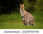 Small photo of Bennett's wallaby - Macropus or Notamacropus rufogriseus, also Red-necked wallaby, medium-sized macropod marsupial, common in eastern Australia, Tasmania, male with pup.