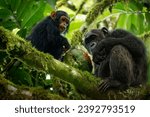 Common or robust chimpanzee  ...