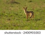 Small photo of Black-backed Jackal - Canis mesomelas or saddle-backed, grey, silver-backed, red, and golden jackal, canid native to two areas of Africa, very ancient species. Walking in the green savannah grass.