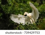 Small photo of The Cattle Egret (Bubulcus ibis) landing on a green tree with overspread wings with green background.