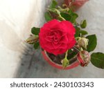 Small photo of A pretty red rose, with velvety petals unfurling, exudes love's timeless symbol. Its deep crimson hue captivates hearts, while its tender fragrance whispers passion's sweet nothings.