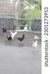 Small photo of morning atmosphere in the village, with the chickens and the hubbub