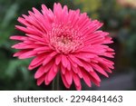 Small photo of Pink gerbera- a symbol of grace and gentility