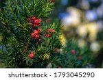 Taxus Baccata European Yew Is...
