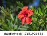 Hibiscus Rosa Sinensis Red...