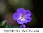 Small photo of Cranesbills group of flowers in bloom, Geranium Rozanne beautiful flowering blue purple white park ornamental shadow plant