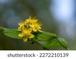 Hypericum androsaemum tutsan bright yellow flowers in bloom, ornamental flowering petal garden plant with fruit
