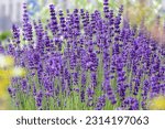 Small photo of Lavandula angustifolia bunch of flowers in bloom, purple scented flowering bouquet of smelling beautiful plants