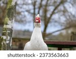 Small photo of Muscovy duck Cairina moschata white bird with red face and unfriendly expression on bench seat on farm
