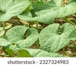 Small photo of Pumpkin leaves, known for their vibrant green color and tender nature, bring a touch of earthiness to dishes, offering a mild and slightly nutty taste that complements a variety of cuisines.
