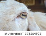 The eyes of sheep.