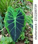 Small photo of The black magic taro plant has a beautiful, classic shape and doesn't look tacky. It has a black leaf base and a green center stripe.