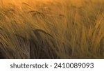 Small photo of Rye spikes sway rhythmically painted in golden by setting sun . Spikelets of wheat swaying in gentle summer wind. Spikelets of rye glisten from rays of sun moving from wind at evening twilight
