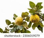 Small photo of Fruity Duo: Twin Quinces Glistening on a Branch. Nature's Bounty: Two Ripe Quinces Adorn a Bountiful Tree.