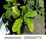 Small photo of This plant, called vile shard, includes herbal plants that have many benefits