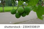 Small photo of Jatropha curcas (castor bean, physic nut, jatropha, barbados nut, poison nut , bubble bush, purging nut) hanging on the tree