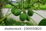 Small photo of Jatropha curcas (castor bean, physic nut, jatropha, barbados nut, poison nut , bubble bush, purging nut) hanging on the tree