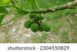 Small photo of Jatropha curcas (castor bean, physic nut, jatropha, barbados nut, poison nut , bubble bush, purging nut) hanging on the tree