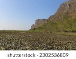 Small photo of Bueng Bua Sam Roi Yot Located in Khao Sam Roi Yot National Park. Bueng Bua Sam Roi Yot is the largest freshwater field in Thailand's national park system. which is part of the wetlands (Wet land).