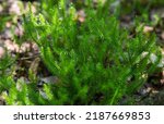 Small photo of Selective focus green sprigs of club moss growing on the forest floor. Blurred background.