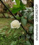 Small photo of , the white rose of York, is a hybrid rose of unknown parentage[1] that has been cultivated in Europe since ancient times.[2] It may have originally been grown mainly for the sweet scent of the flower