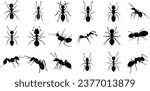 black ants on white background...