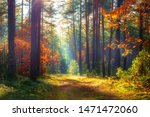 Amazing Autumn Forest In...