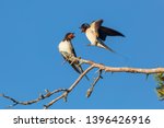 Barn swallow (Hirundo rustica) couple in courtship display.