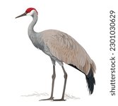 Sand hill crane bird vector on white background, big bird illustration 