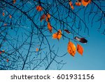 Orange Leaves Tree Branch ...