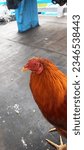 Small photo of a rooster with a very beautiful coat color, the color of the golden brown fur makes it even tougher