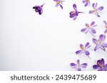 Violet flowers crocuses ...