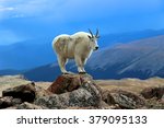 Single Mountain Goat Standing...
