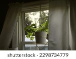 Small photo of Pathos Plant in Hanging Pot by Window in Early Evening