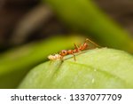 Small photo of weaver ant carrying a termite on green leaf/bring it bact to the nest