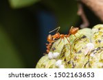 Weaver Red Ant And Mealybugs On ...