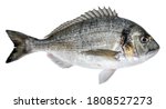 fresh fish dorado isolated on... | Shutterstock . vector #1808527273