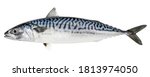 Atlantic mackerel fish isolated ...