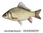 Isolated crucian carp, a kind of fish from the side. Live fish with flowing fins. River fish