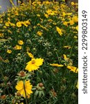 Small photo of Coreopsis lanceolata, commonly known as lanceleaf coreopsis, lanceleaf tickseed, lance-leaved coreopsis, or sand coreopsis, is a North American species of tickseed in the family Asteraceae.