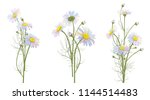 set of chamomile  daisy ... | Shutterstock .eps vector #1144514483