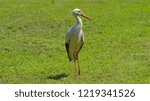 Small photo of Stork white stork on green meadow looking to the right