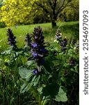 Small photo of Violet and blue flowers of Ajuga genevensis, known as Blue bugleweed, Blue Geneva Bugle, Upright or Cornish or Erect or Standing bugle, in front of wood background.