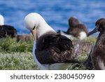 Small photo of Thousands of albatross on Midway Atoll.