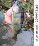 Small photo of big perch catching on twister