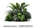 tropical foliage plant bush...