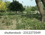 Small photo of Jilani Public Park in Lahore, Punjab, Pakistan on Jail road 25-May-2023