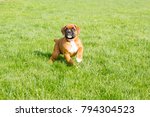 stock-photo-purebred-fawn-boxer-puppy-79