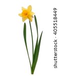 Yellow Daffodil Isolated With...